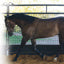 Lunging Buddy