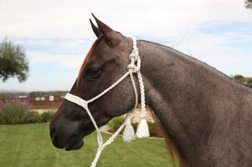 Professional's Choice Cowboy Braided Halter w/ 10 ft Lead