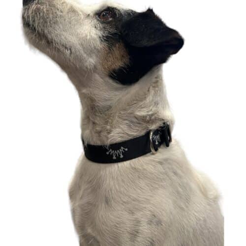 Best Ever Dog Collar