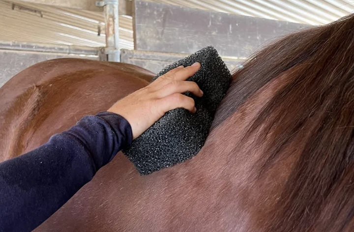 Tiger's Tongue Horse Groomer