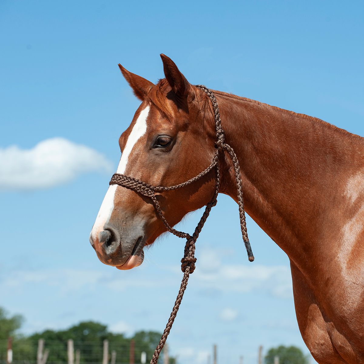 Cashel Flat Braid Halter w/ 9' Lead