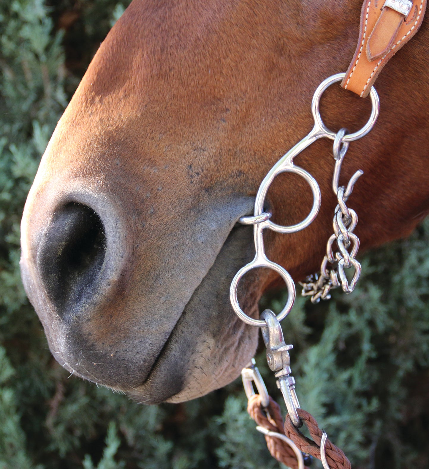 Professional's Choice Futurity Bit