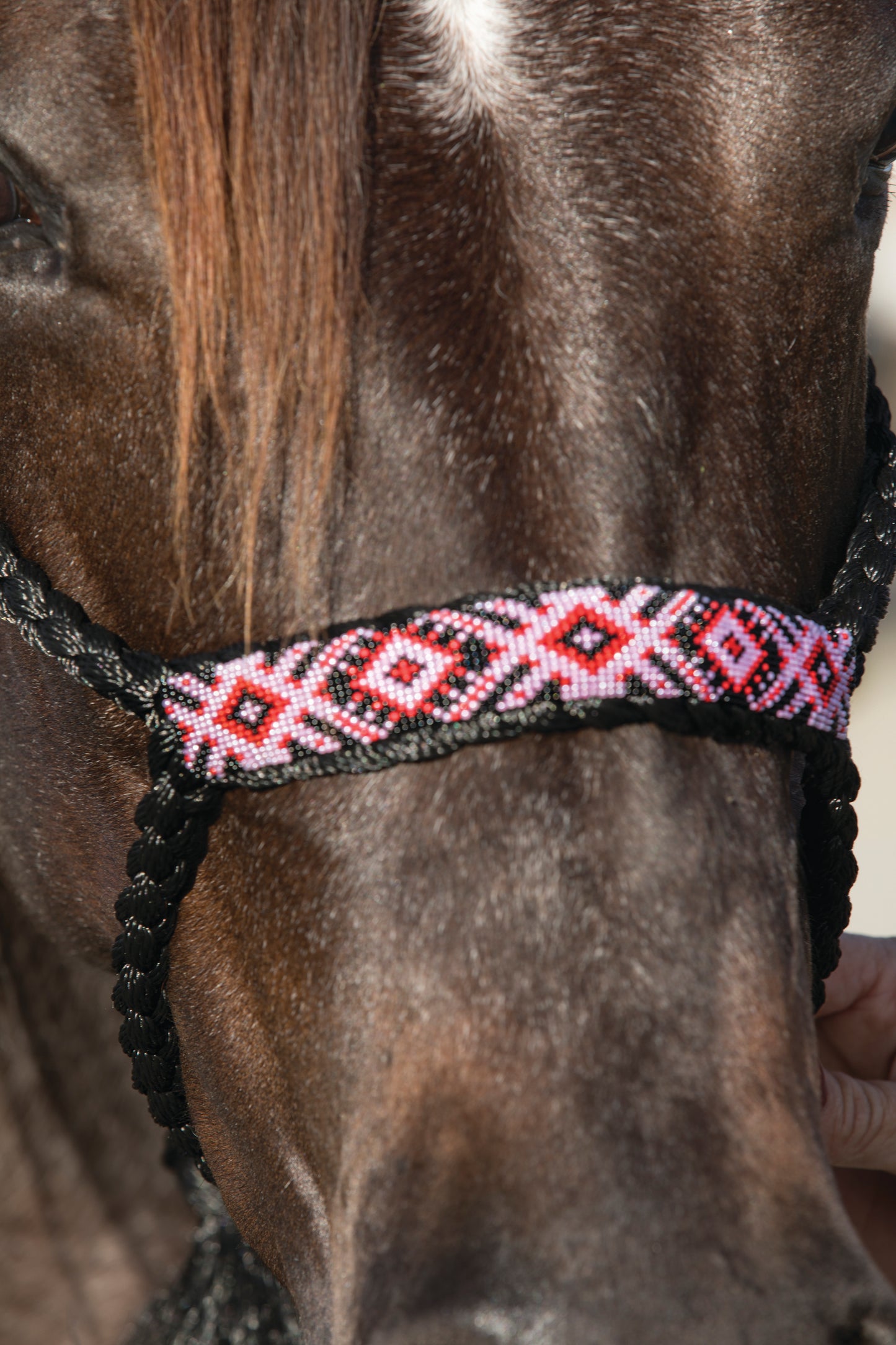 Professional's Choice Cowboy Braided Halter w/ 10 ft Lead