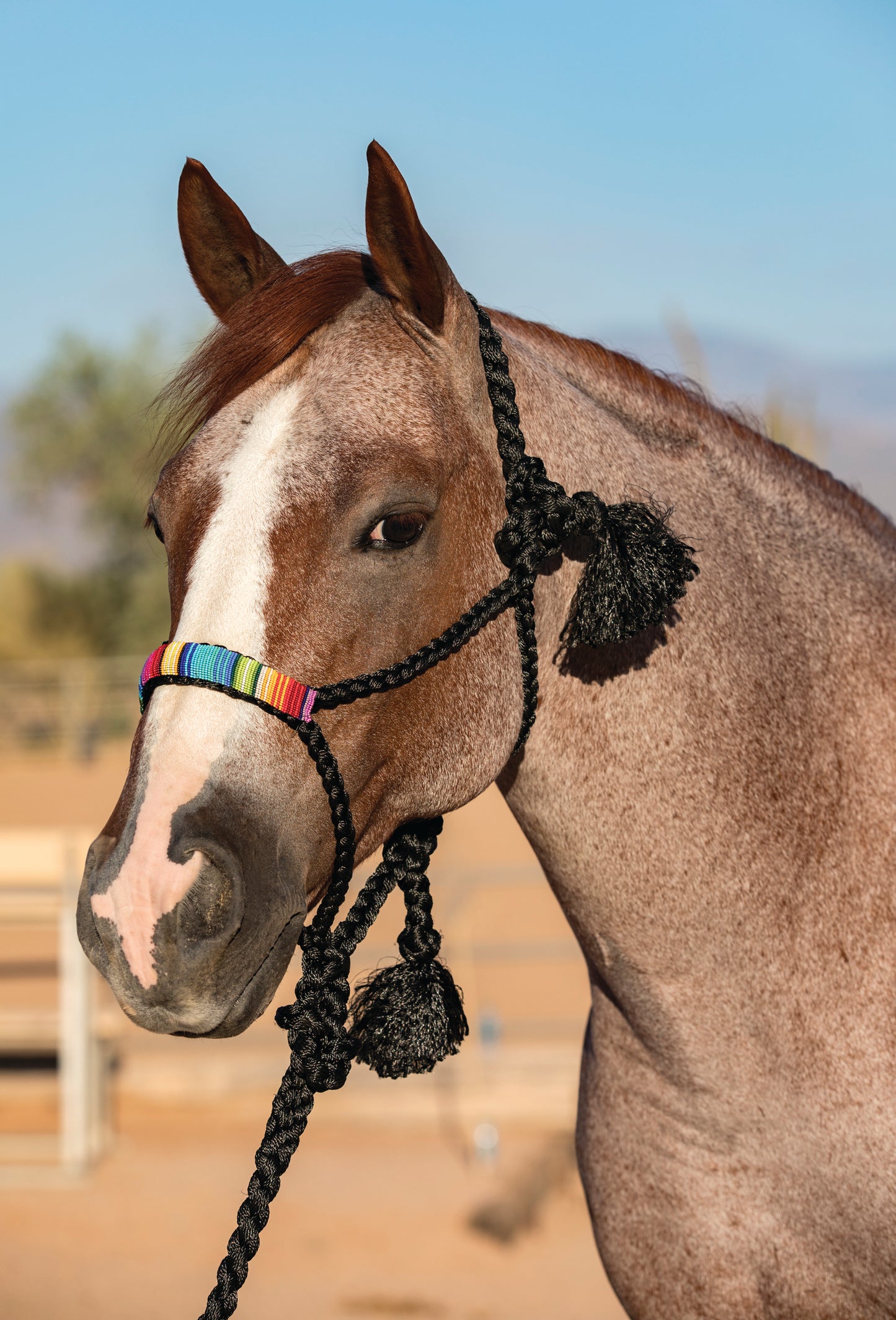 Professional's Choice Cowboy Braided Halter w/ 10 ft Lead