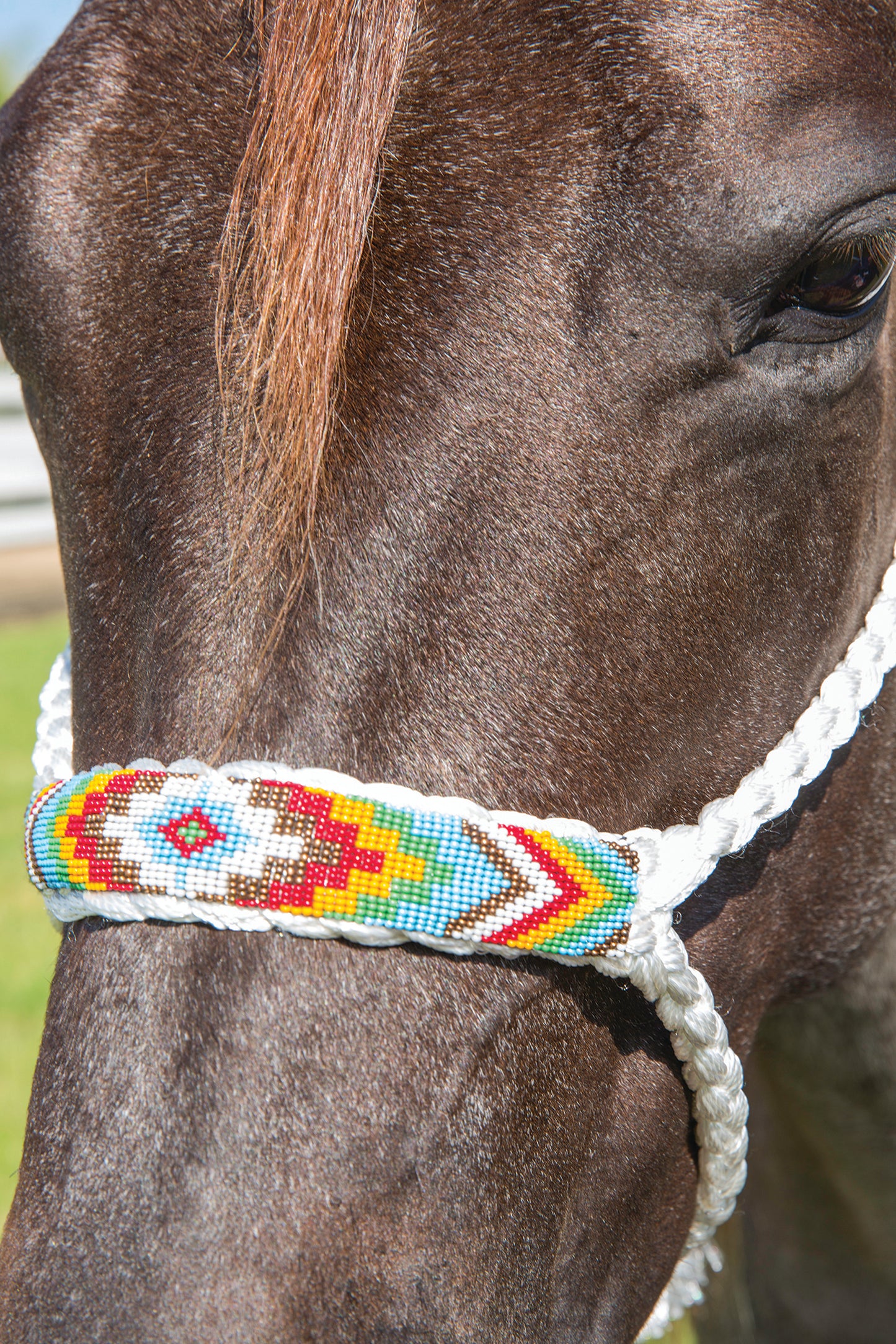 Professional's Choice Cowboy Braided Halter w/ 10 ft Lead