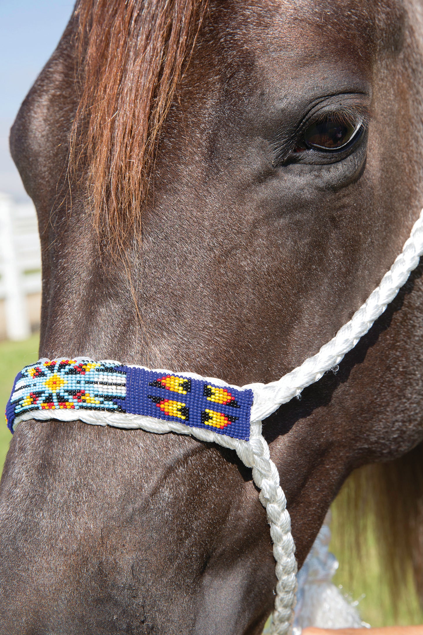 Professional's Choice Cowboy Braided Halter w/ 10 ft Lead