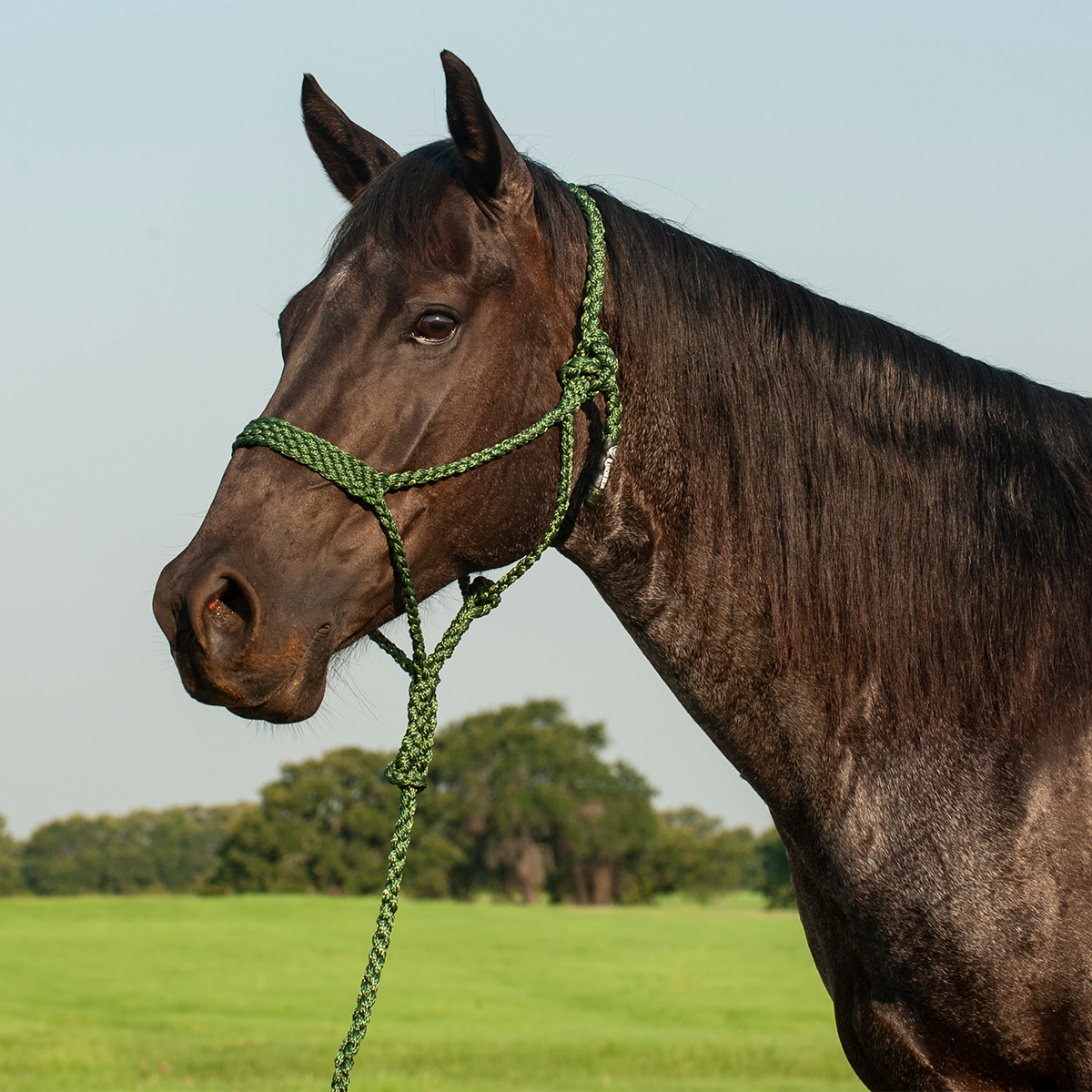 Cashel Flat Braid Halter w/ 9' Lead