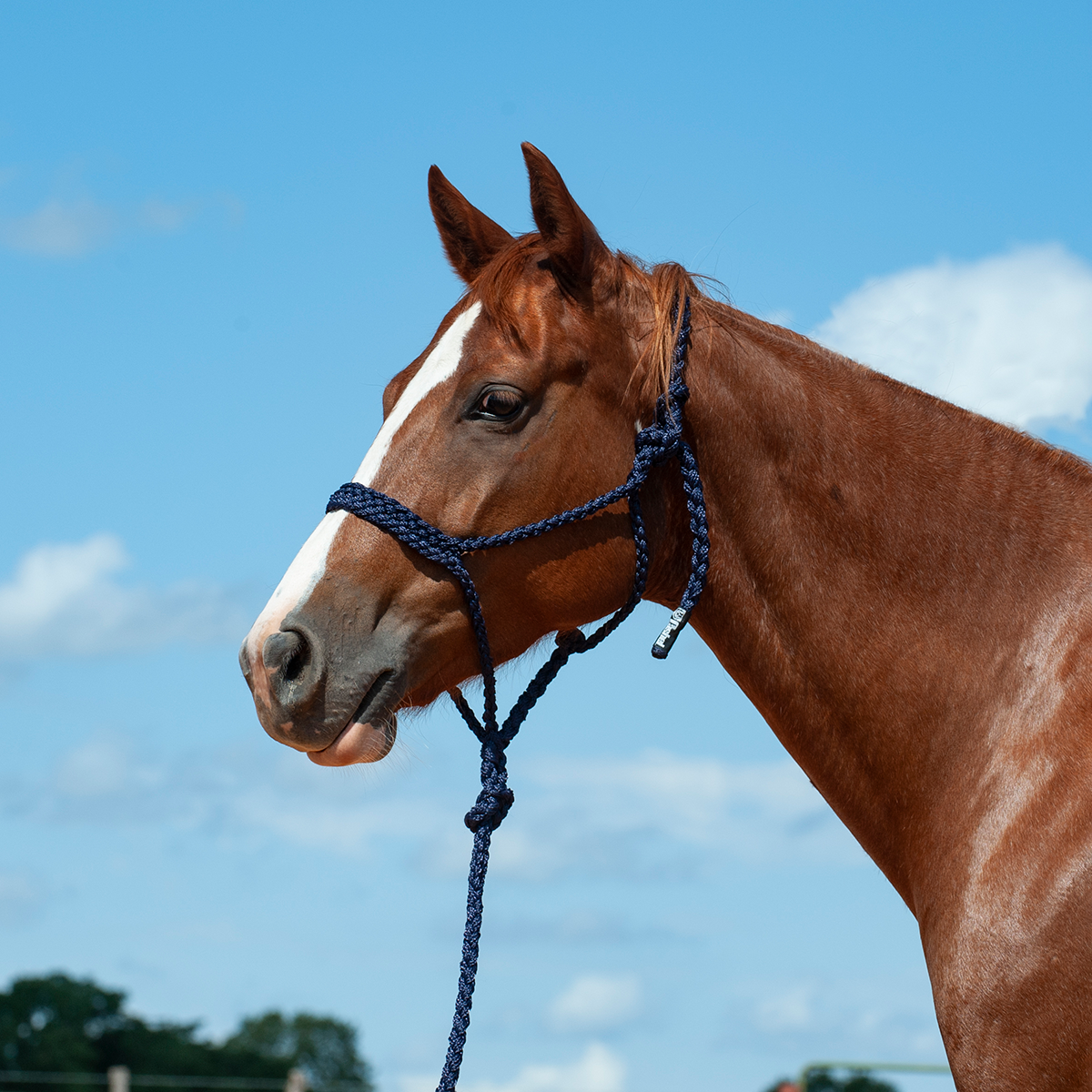 Cashel Flat Braid Halter w/ 9' Lead