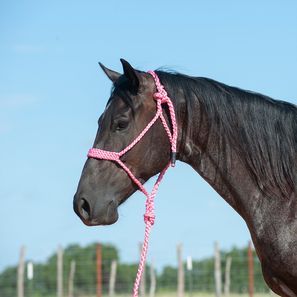 Cashel Flat Braid Halter w/ 9' Lead