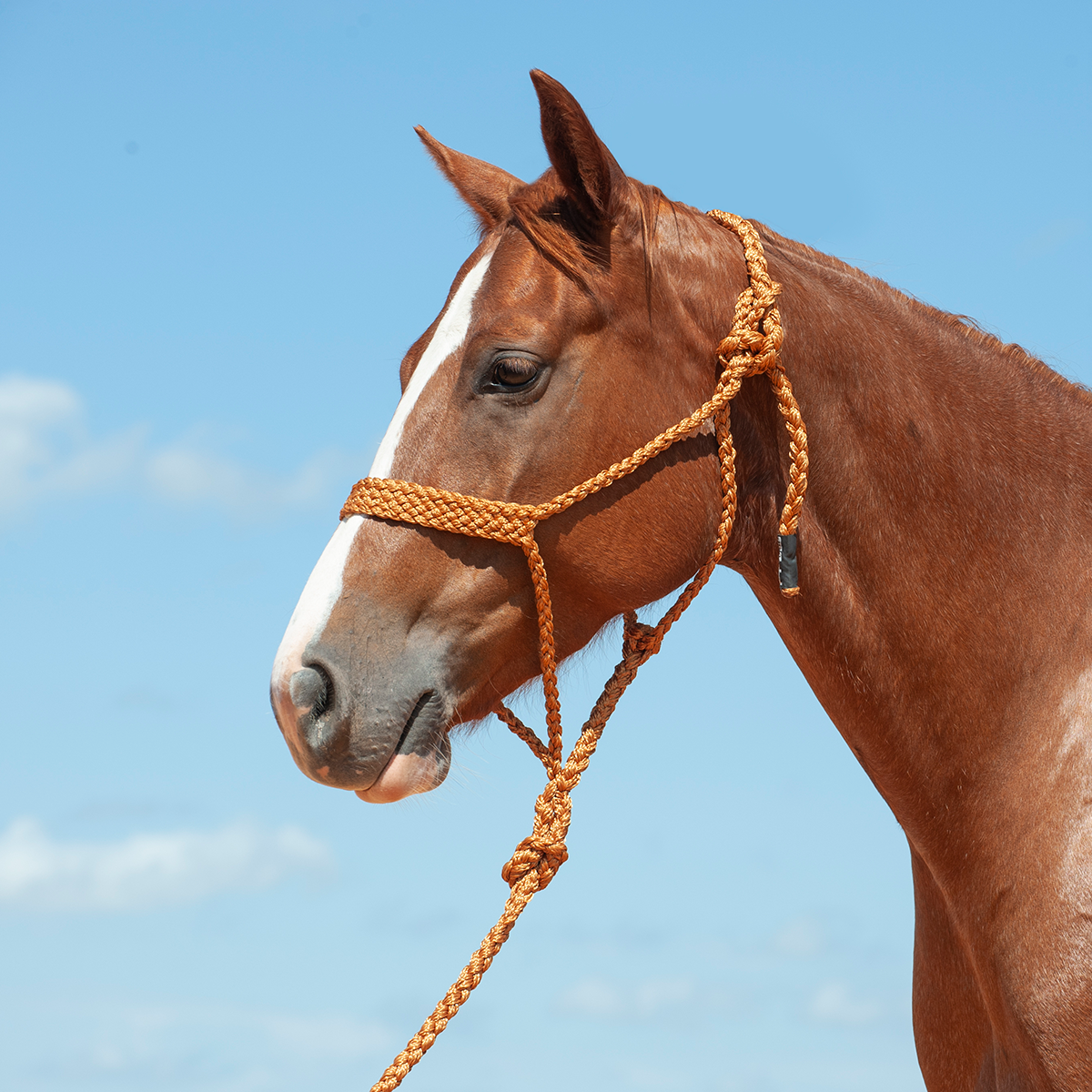 Cashel Flat Braid Halter w/ 9' Lead