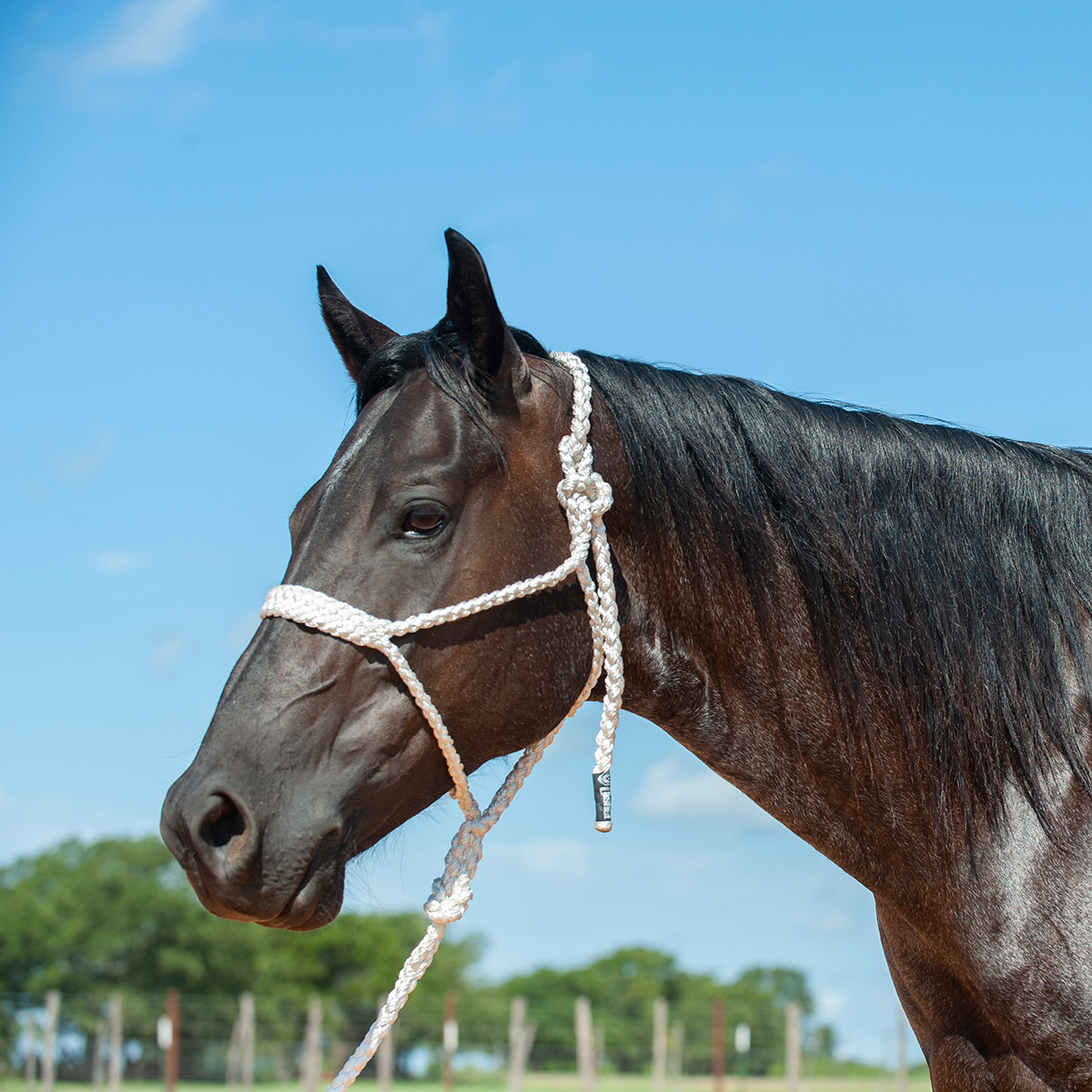 Cashel Flat Braid Halter w/ 9' Lead