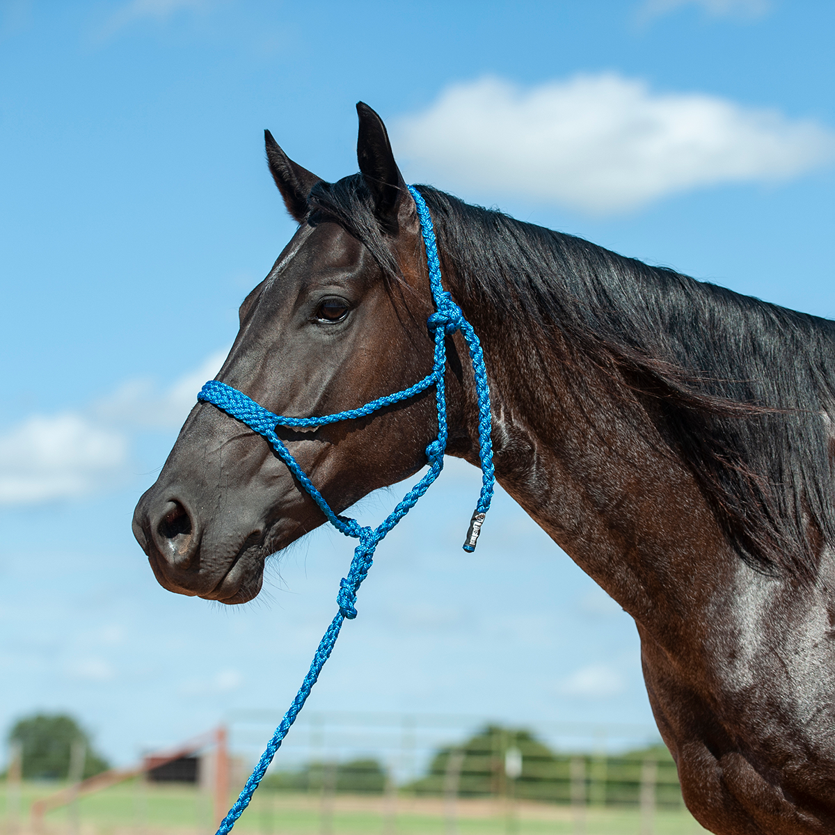 Cashel Flat Braid Halter w/ 9' Lead