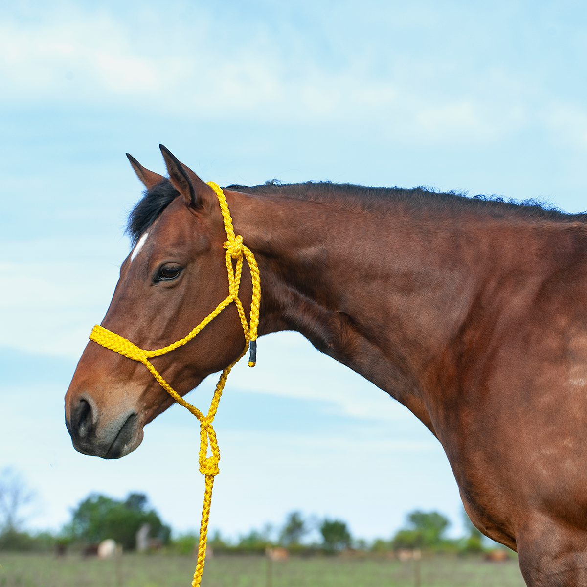 Cashel Flat Braid Halter w/ 9' Lead