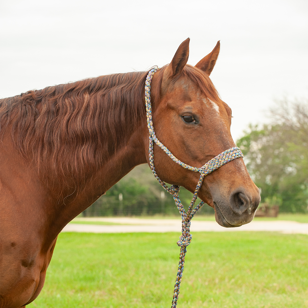 Cashel Flat Braid Halter w/ 9' Lead
