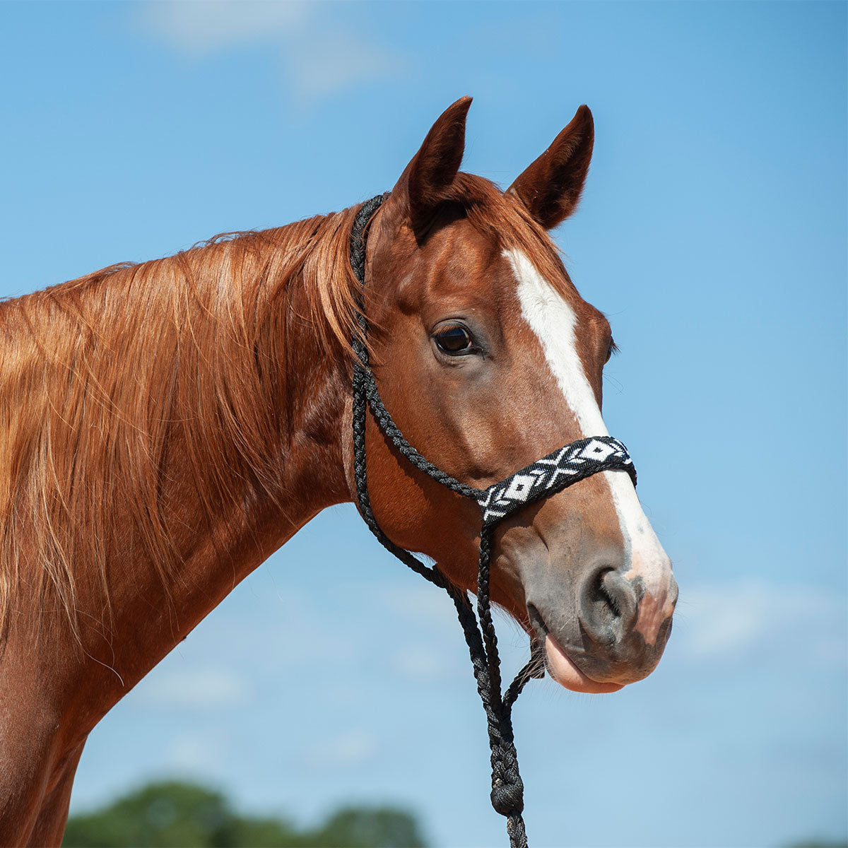 Cashel Flat Braid Halter w/ 9' Lead