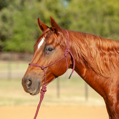 Classic Equine Econo Rope Halter and 8-foot Leadrope
