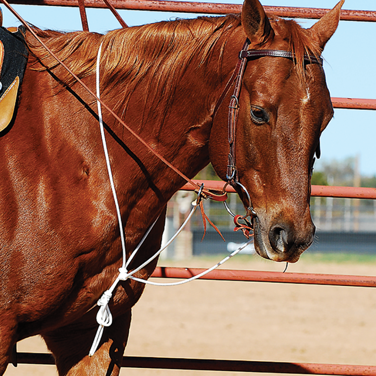 Martin Saddlery String Martingale